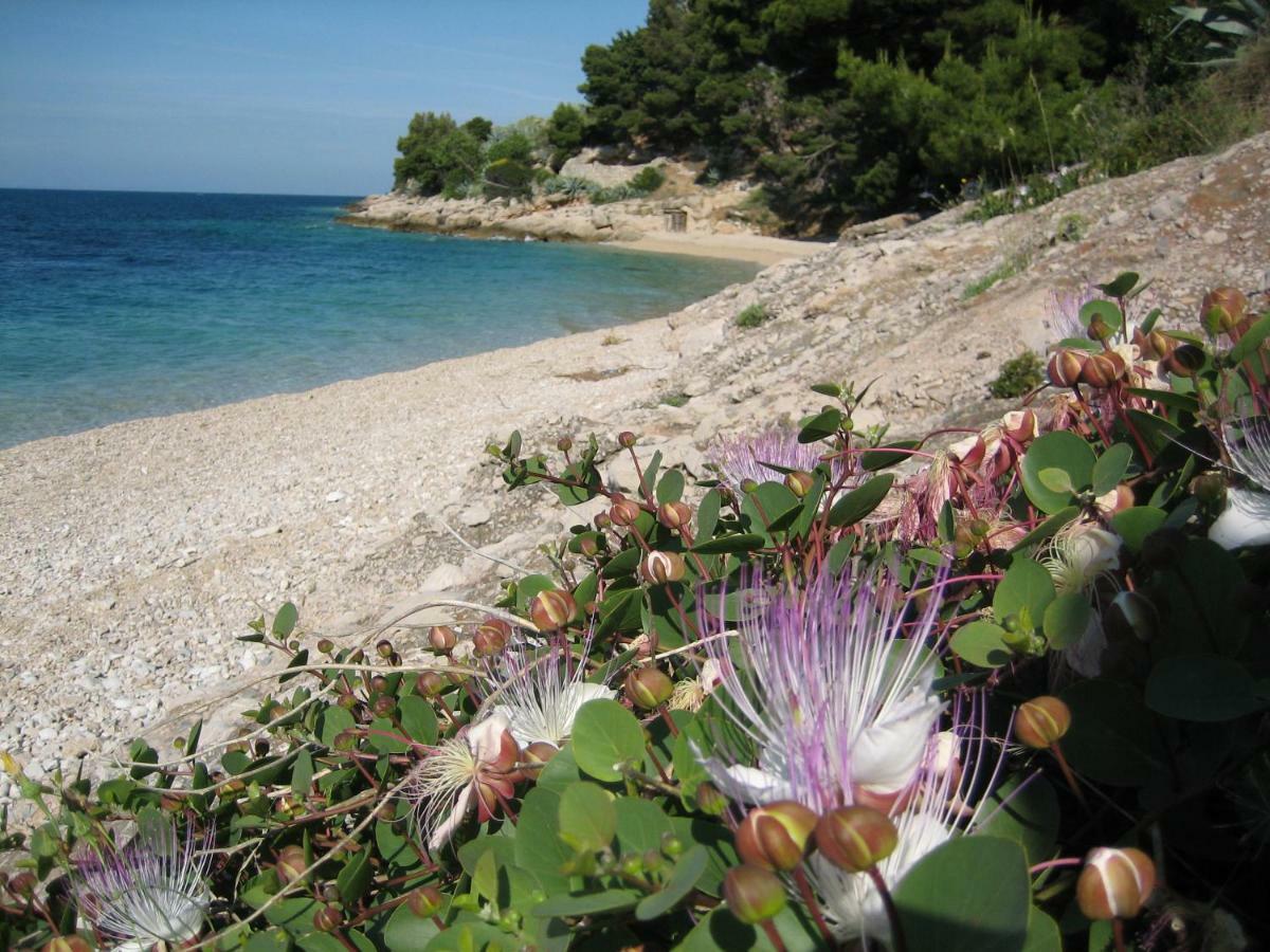 Villa Lipa Dora Murvica  Dış mekan fotoğraf